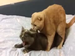 The owner records their two cats having sex on the couch.